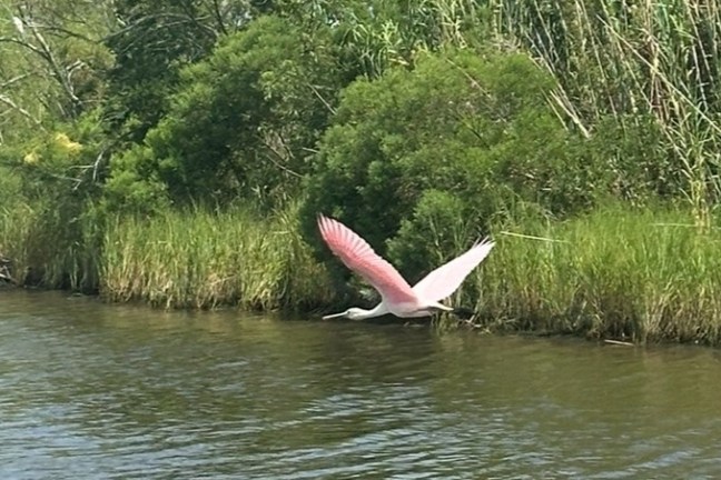 a bird flying over a body of water