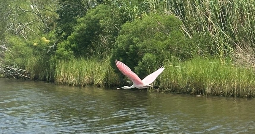 Tiki Boat Bayou & Wildlife Tour Image 1 a bird flying over a body of water