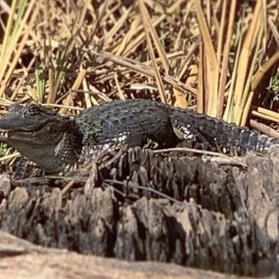 a bird sitting on top of a grass covered field