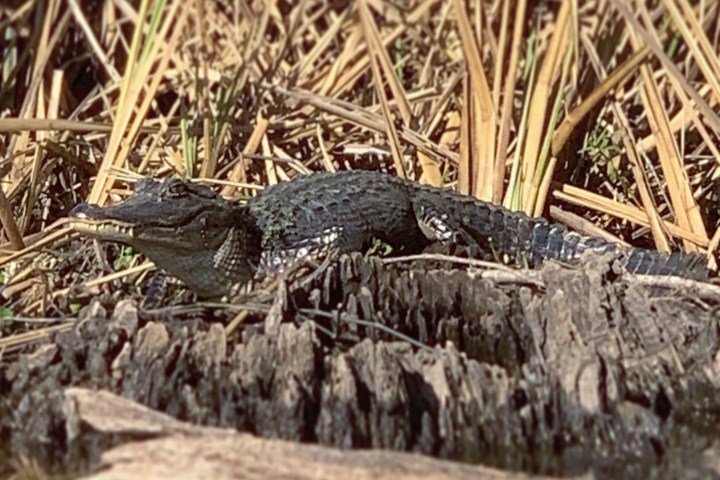 a bird sitting on top of a grass covered field