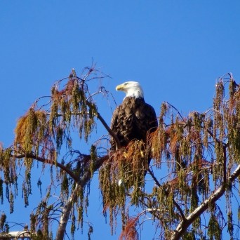 a bird perched on a tree branch