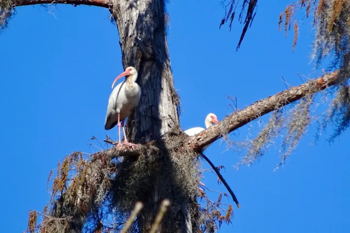 a bird perched on a tree branch